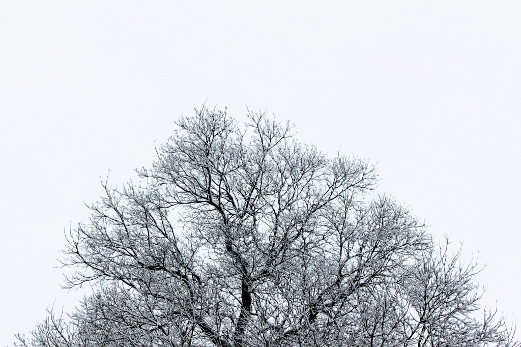 Winter Trees